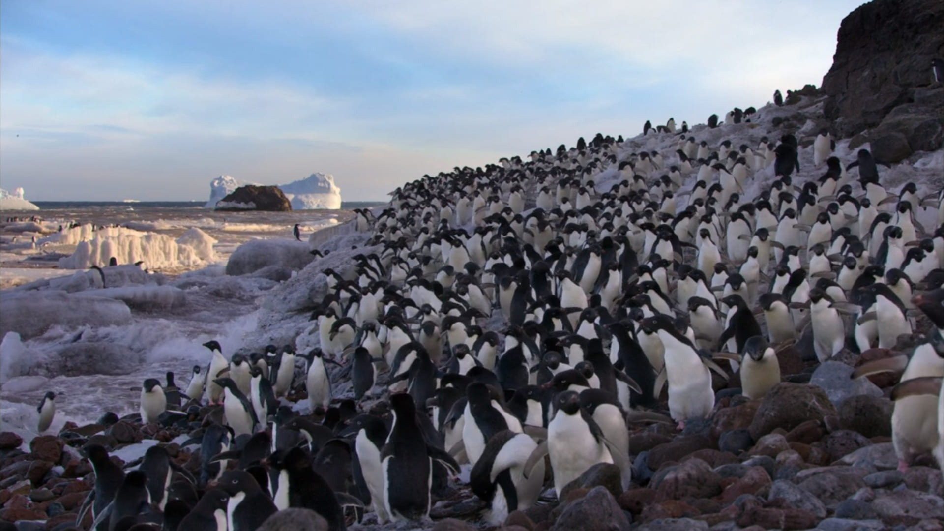 image penguins