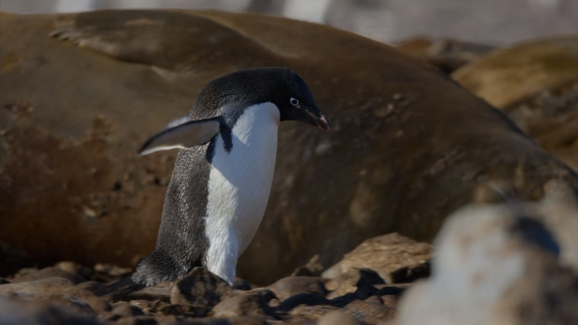 image penguins