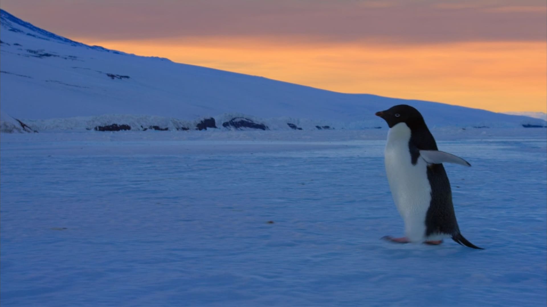 image penguins