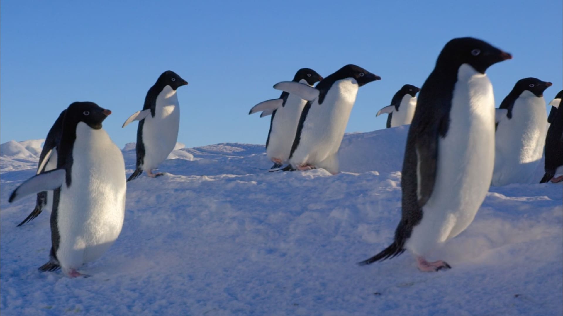 image penguins