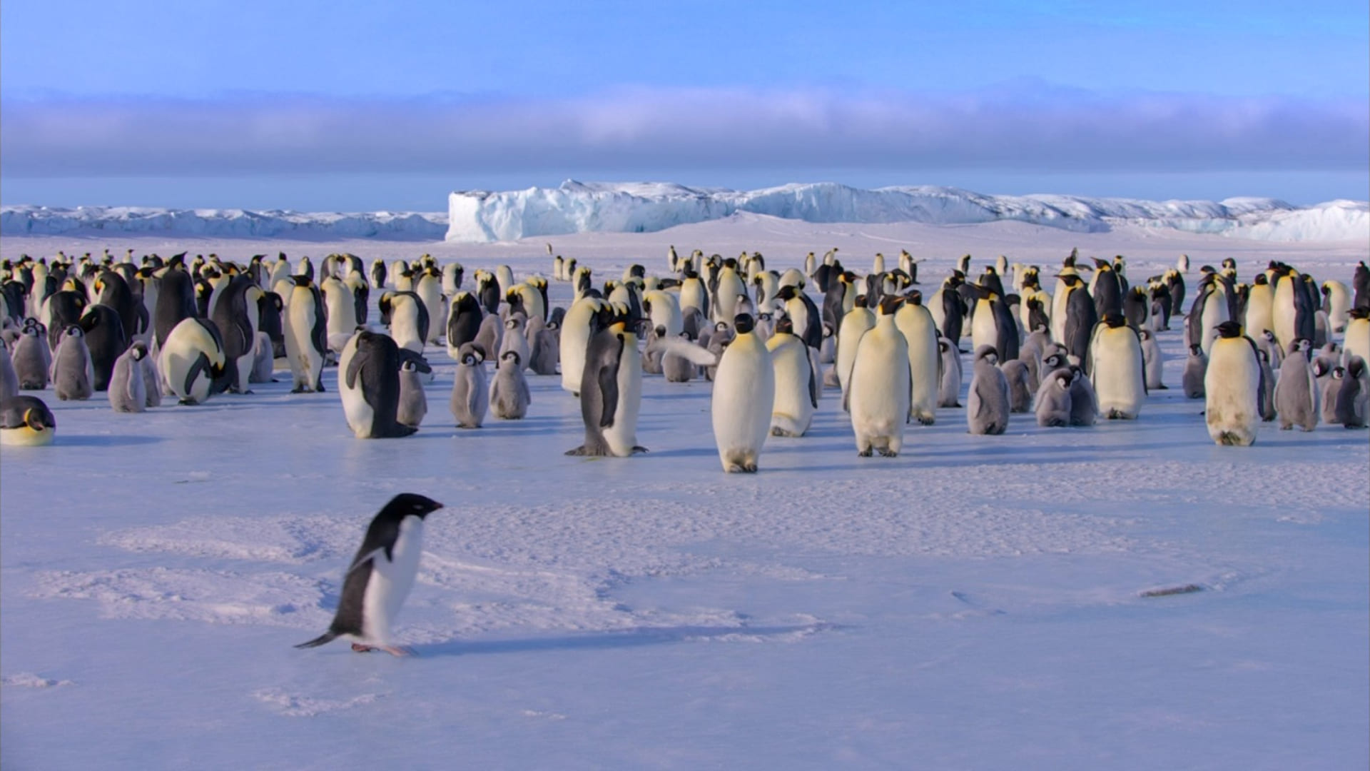 image penguins
