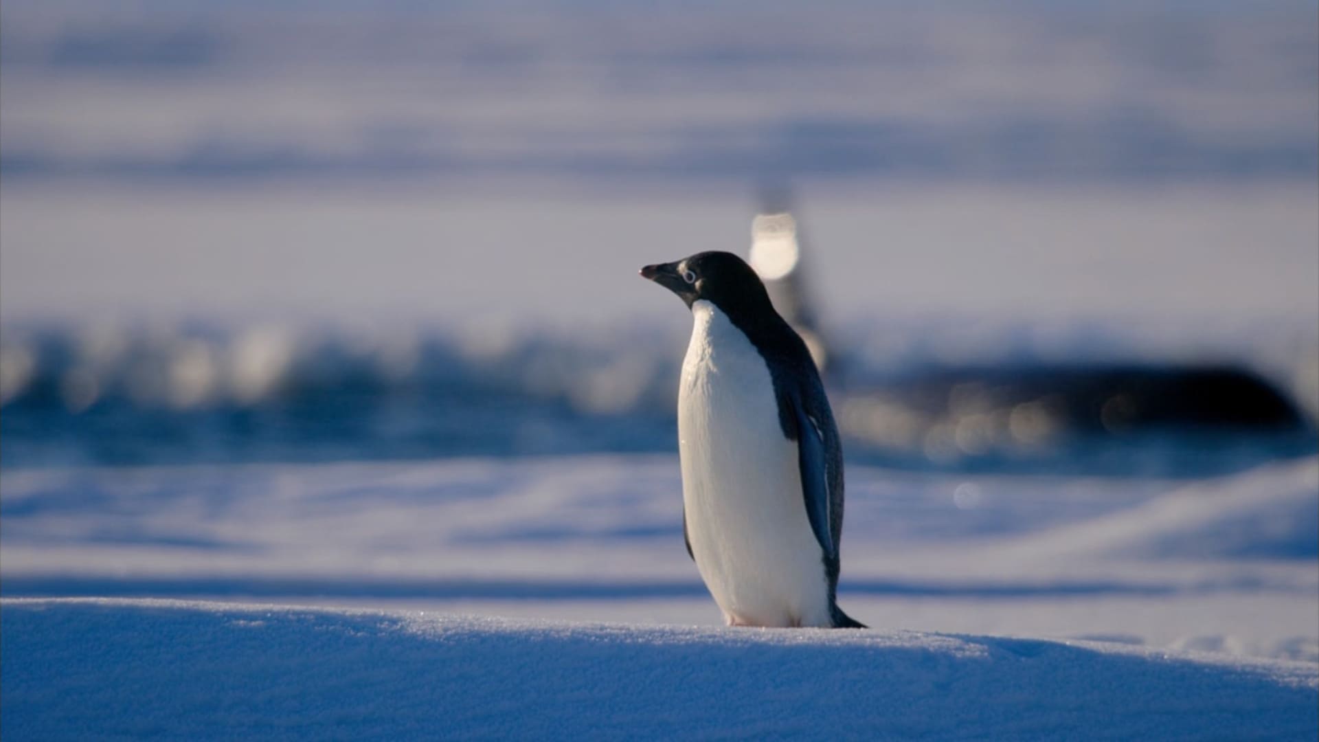 image penguins