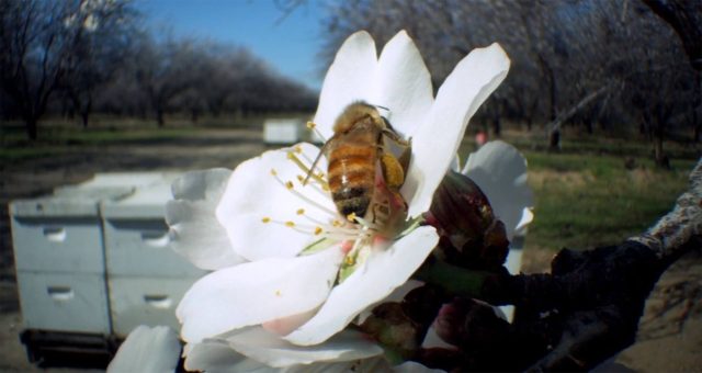 Pollen. 2 image pollen