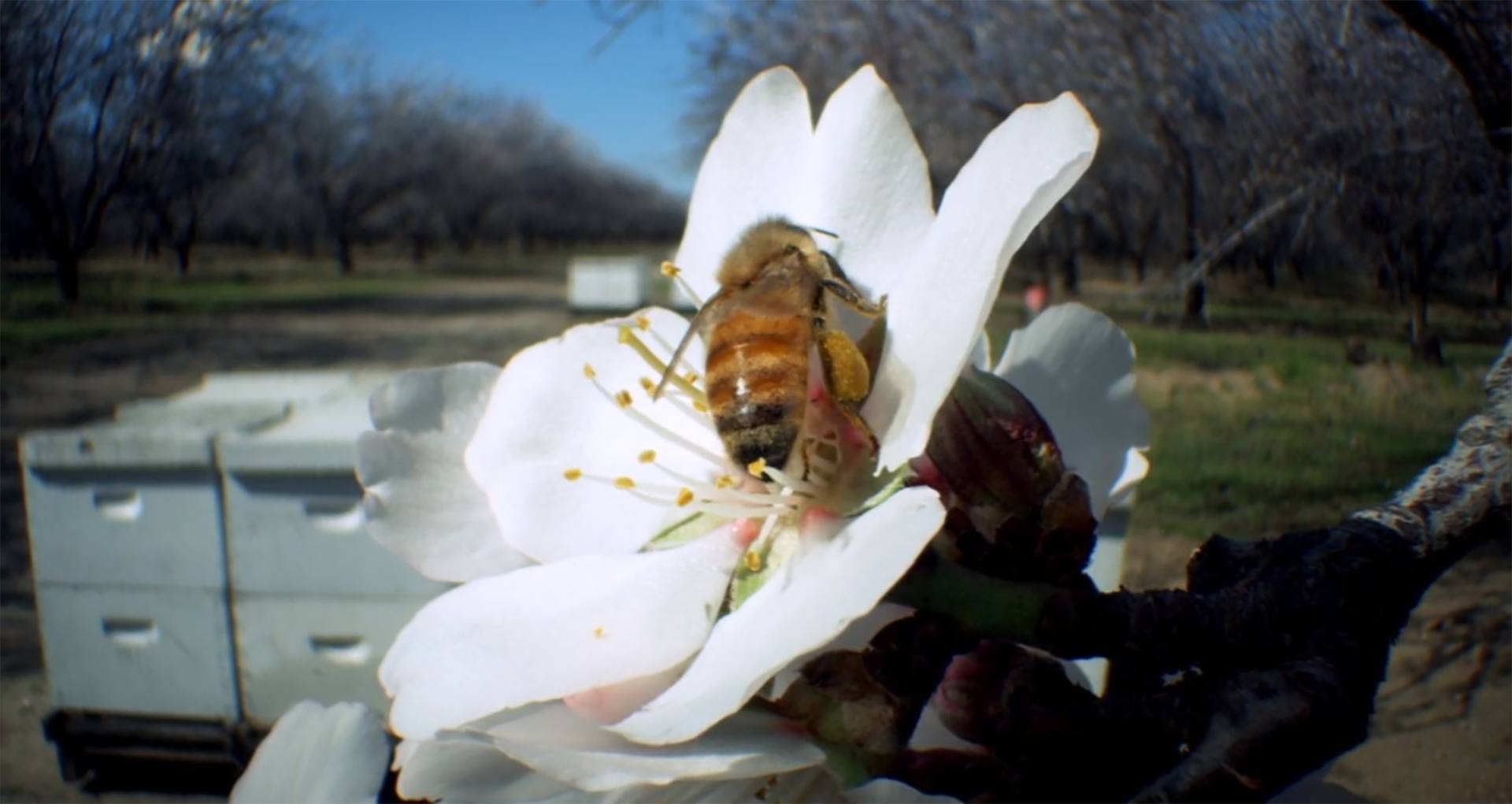 image pollen