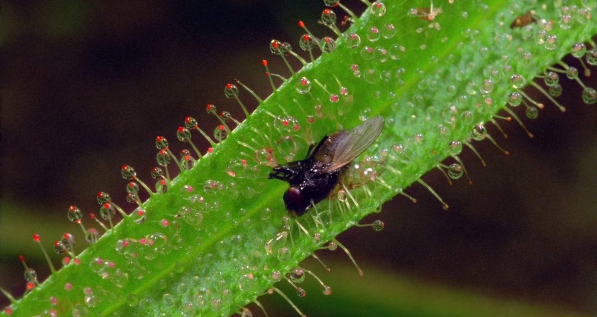 image pollen