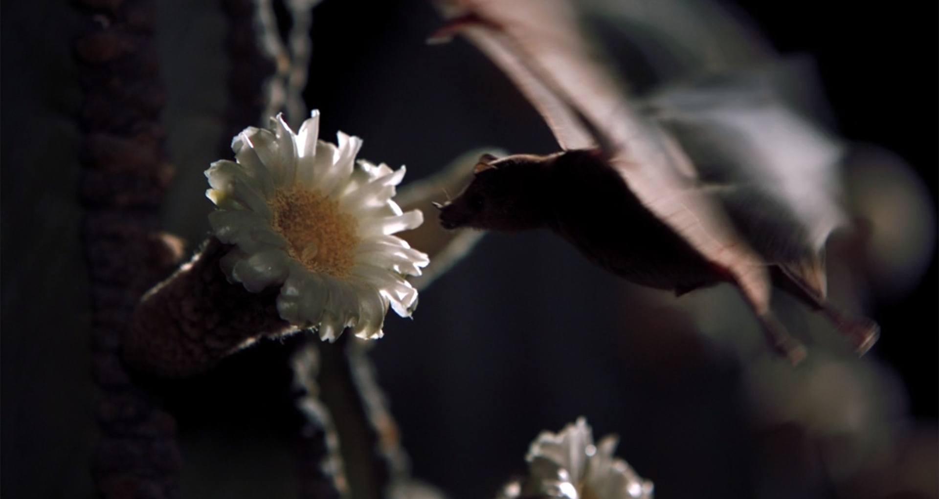 image pollen