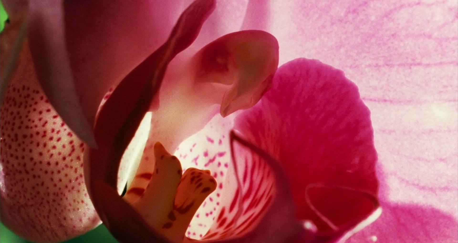 image pollen