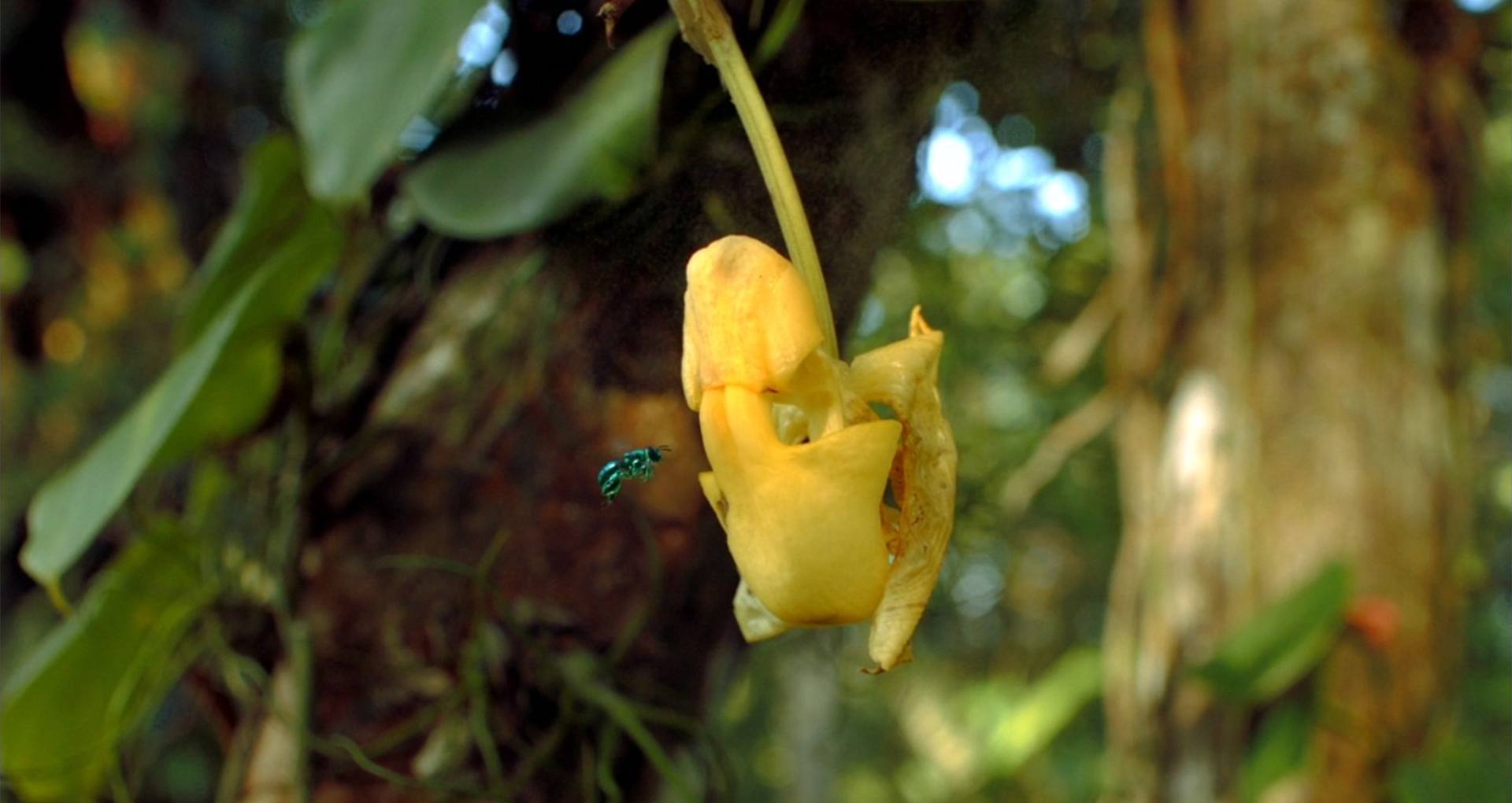 image pollen