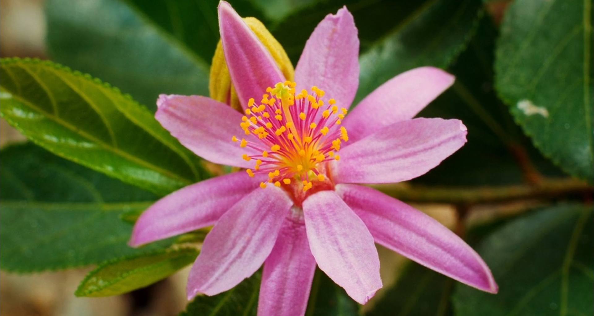 image pollen