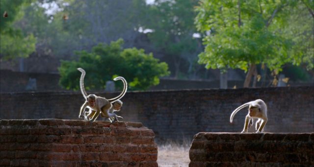 image royaume singes Monkey Kingdom
