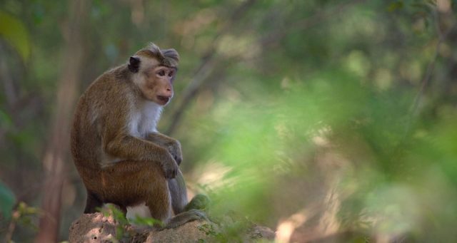 image royaume singes Monkey Kingdom