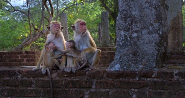 image royaume singes Monkey Kingdom