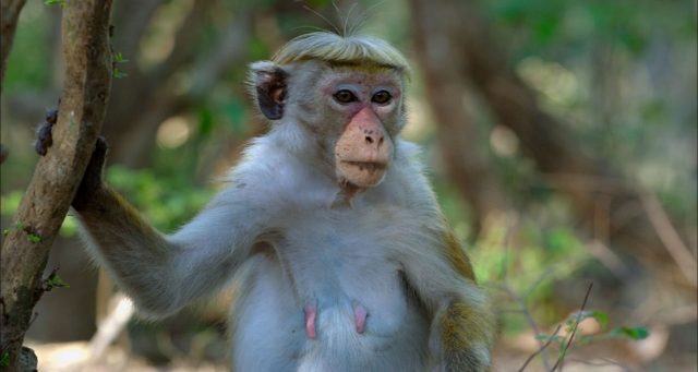 image royaume singes Monkey Kingdom