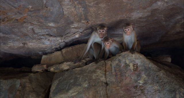 image royaume singes Monkey Kingdom