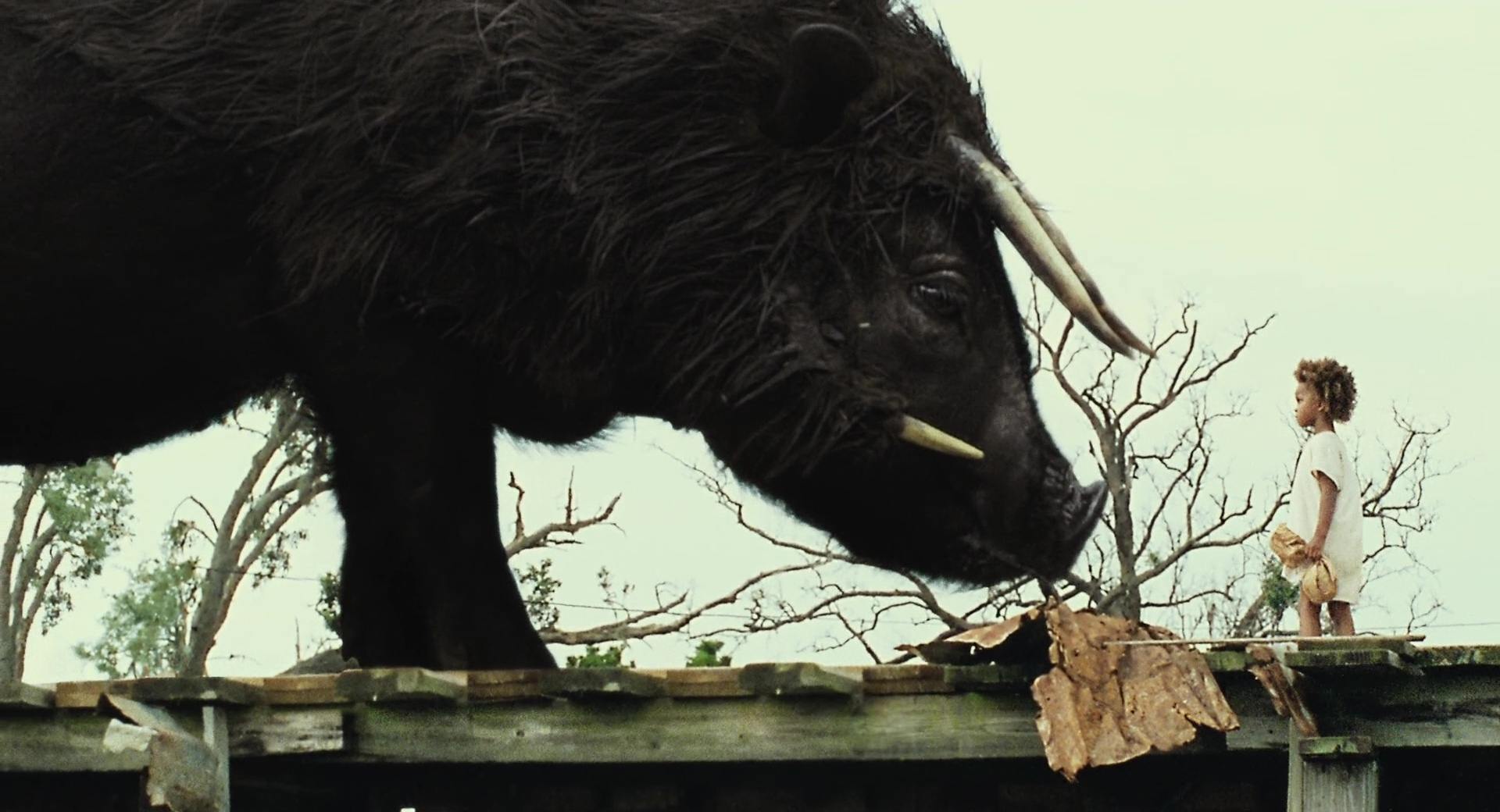 image betes sud sauvage Beasts Southern Wild