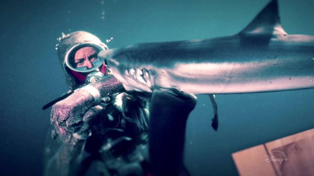 Face aux requins - Photos et affiches. 7 image face requins play sharks valerie taylor nat geo