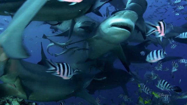 Face aux requins - Photos et affiches. 9 image face requins play sharks valerie taylor nat geo