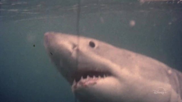 Face aux requins - Photos et affiches. 10 image face requins play sharks valerie taylor nat geo