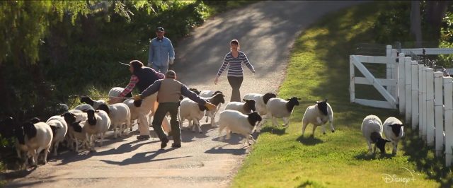 Tout est possible : le retour. 3 image biggest little farm return tout possible retour nat geo