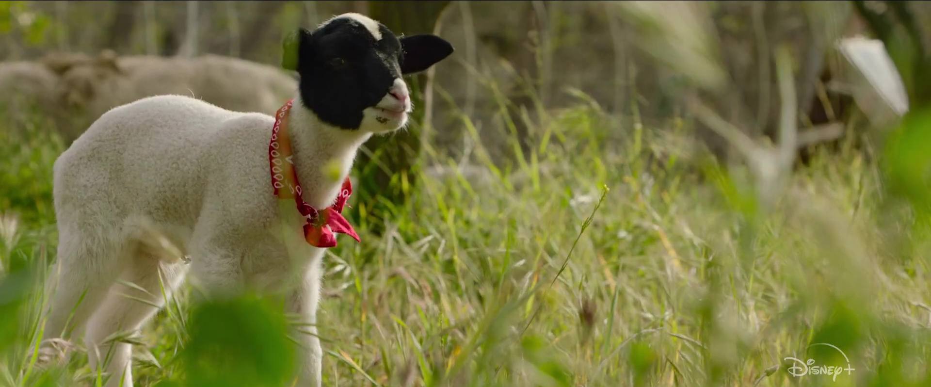 image biggest little farm return tout possible retour nat geo