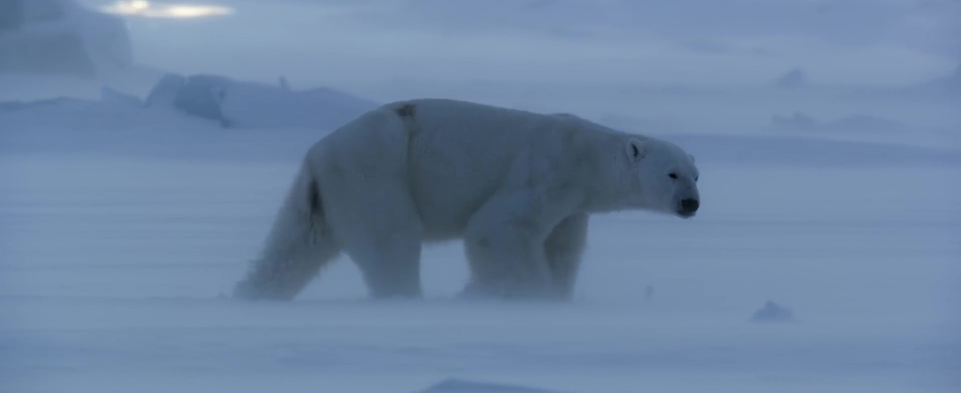 image polar bear disney