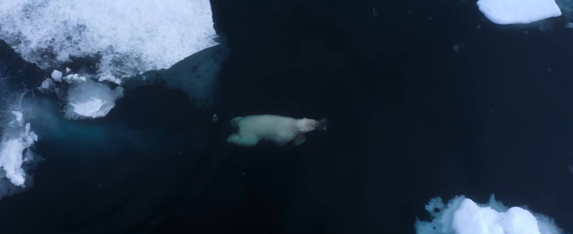 image polar bear disney