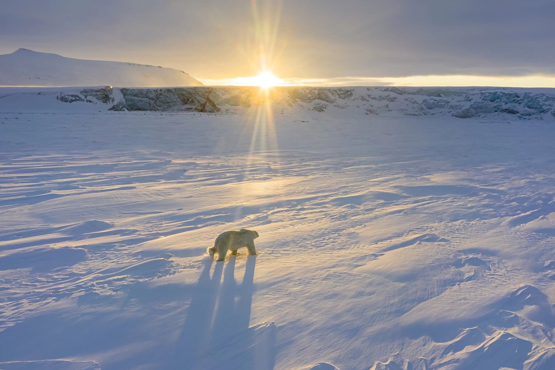 image polar bear disney