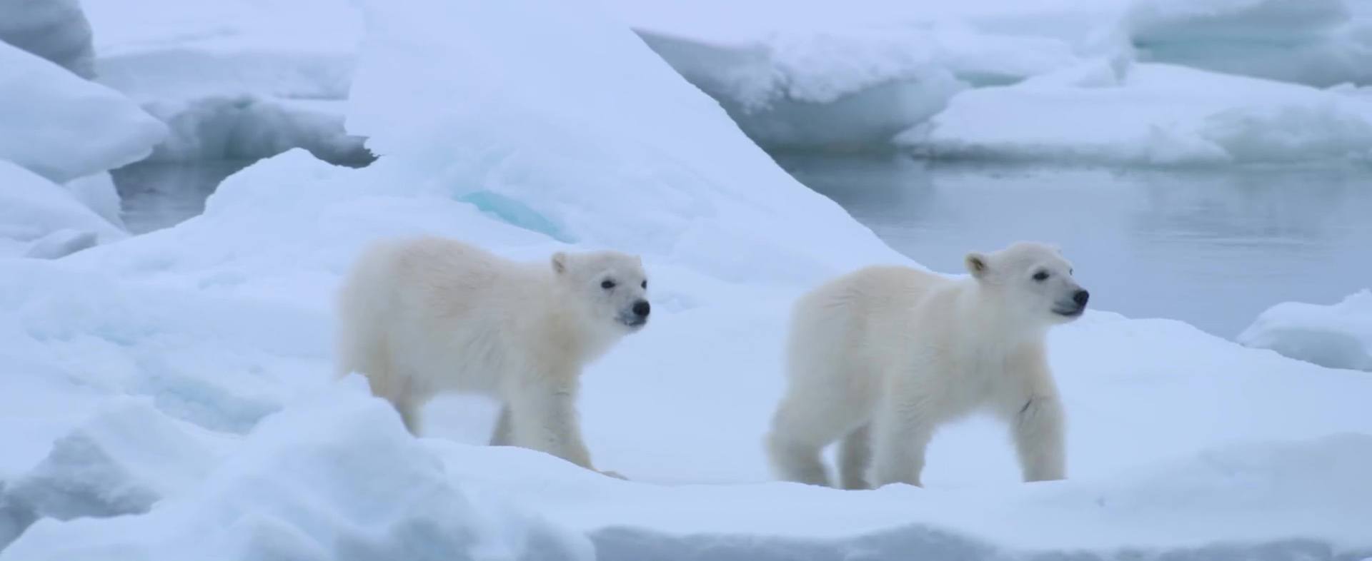 image polar bear disney