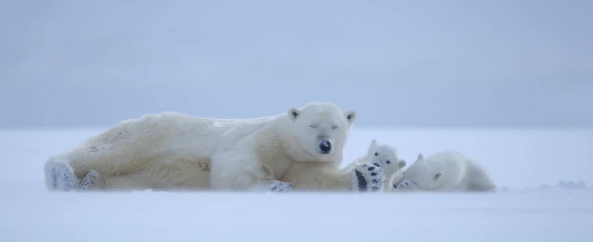 image polar bear disney