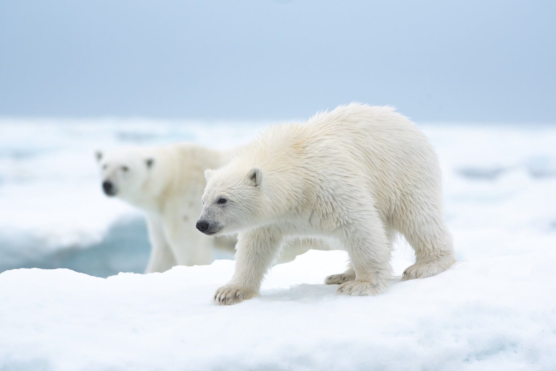 image polar bear disney