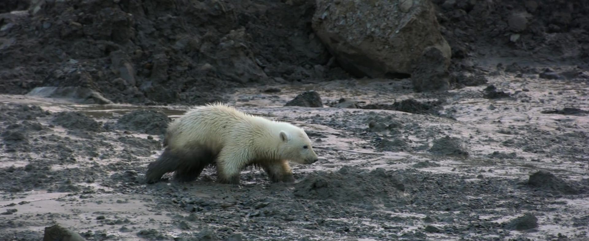 image polar bear disney