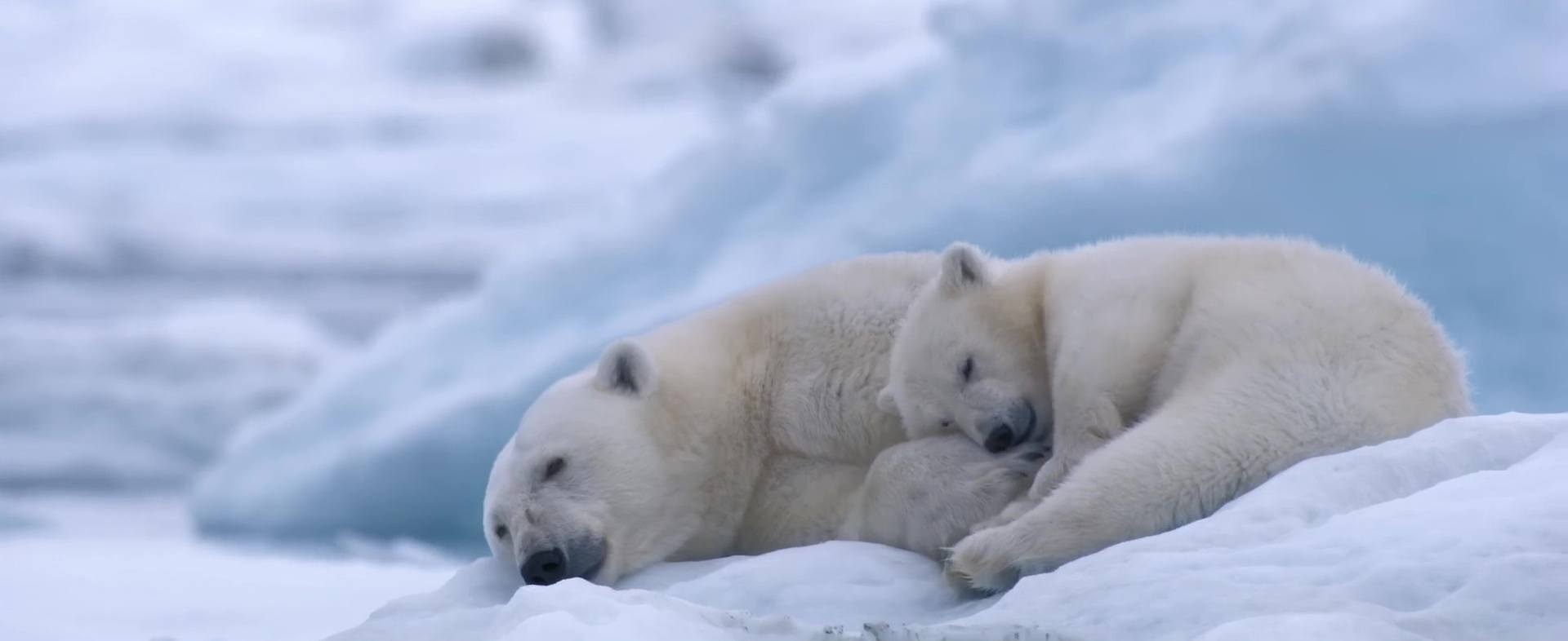 image polar bear disney
