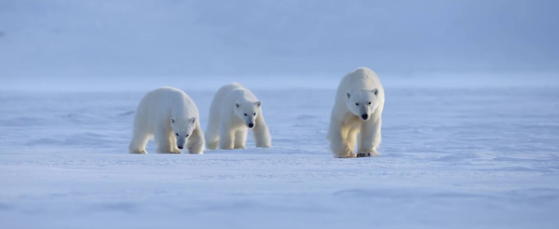 image polar bear disney