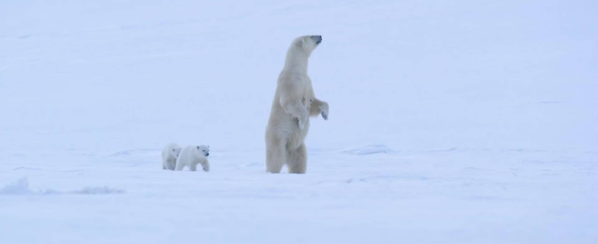 image polar bear disney