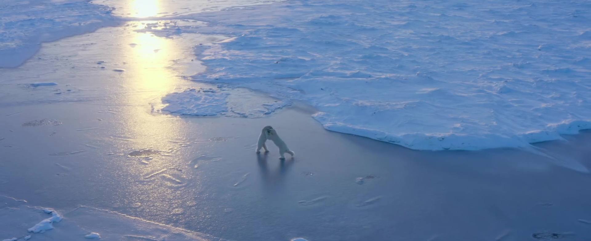 image polar bear disney