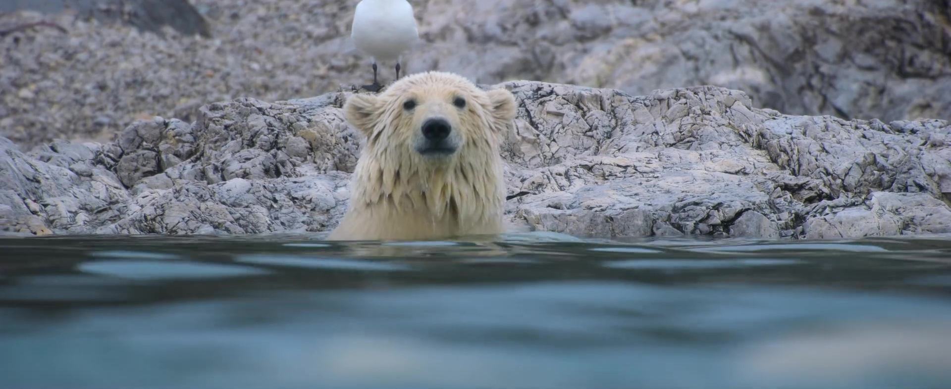 image polar bear disney