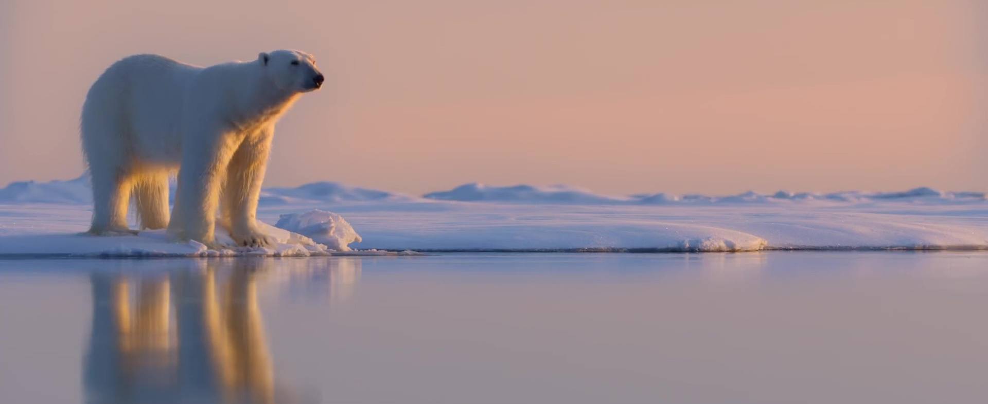 image polar bear 14