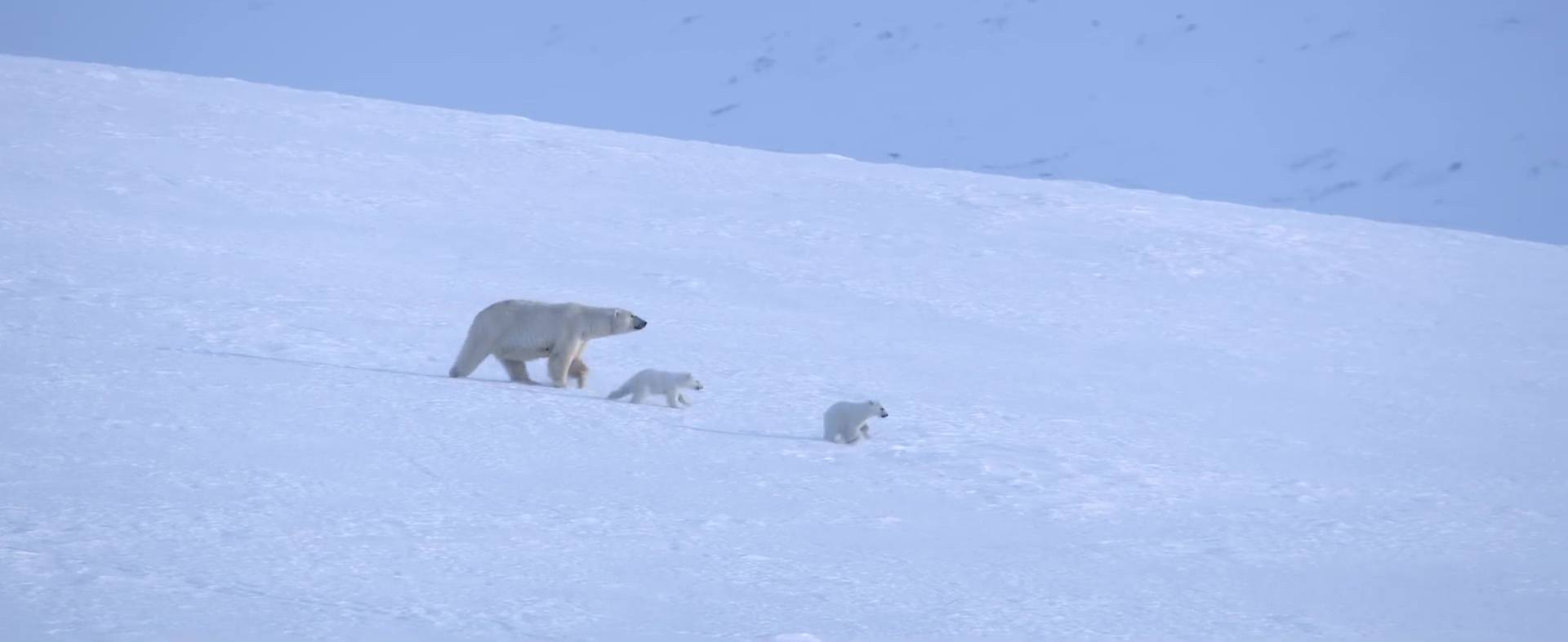 image polar bear disney