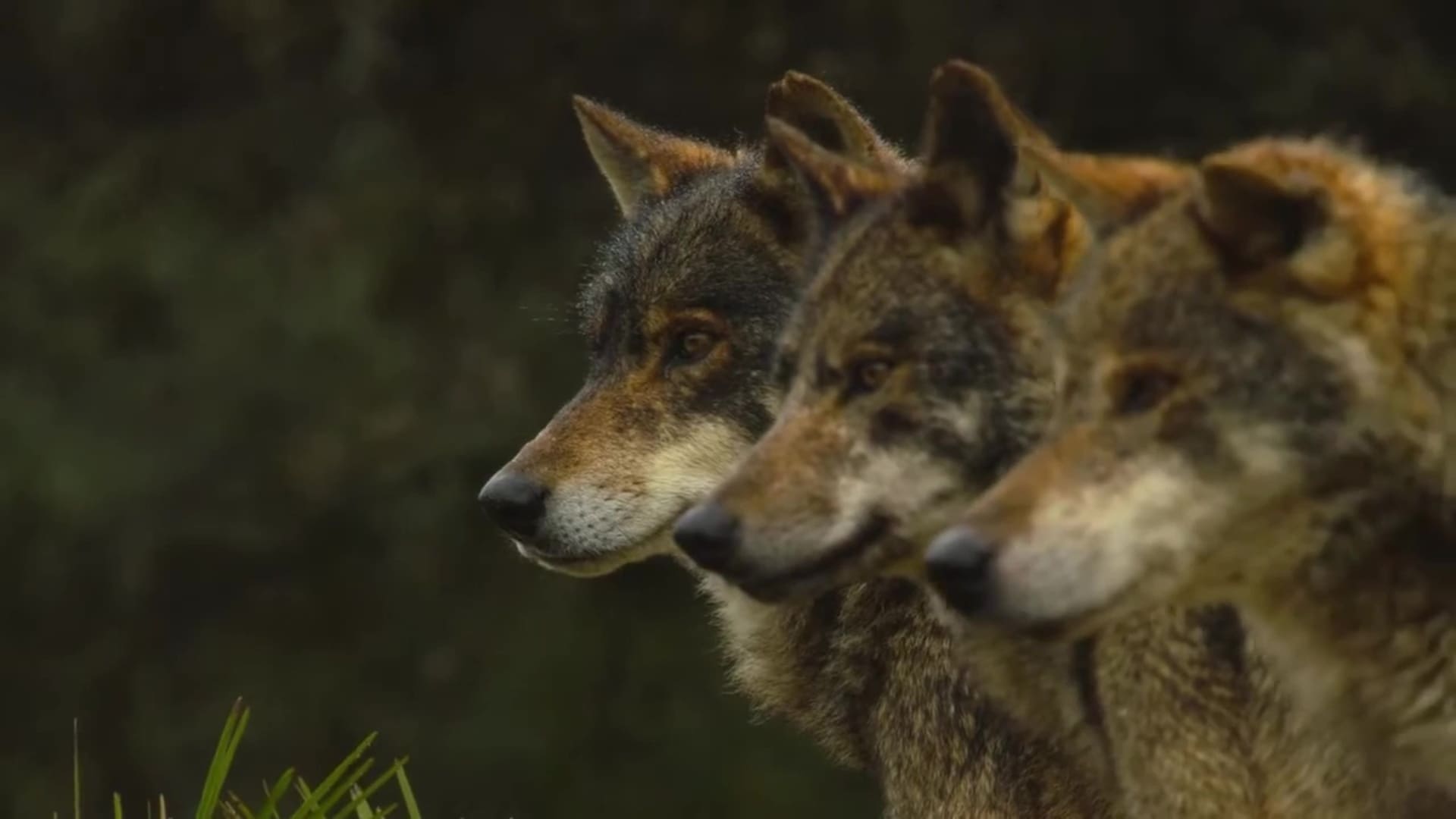 Destination Wild : Portugal - Photos et affiches. 10 image destination wild portugal nat geo