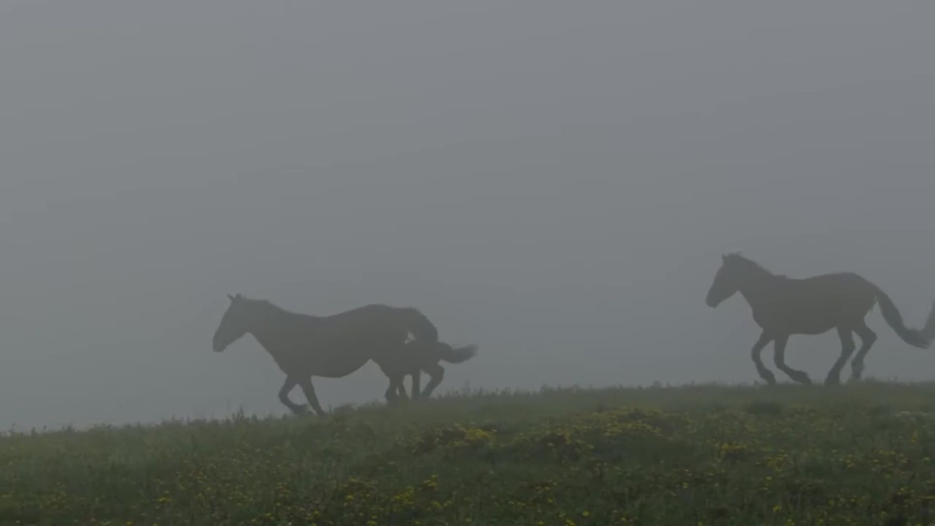 Destination Wild : Portugal - Photos et affiches. 9 image destination wild portugal nat geo