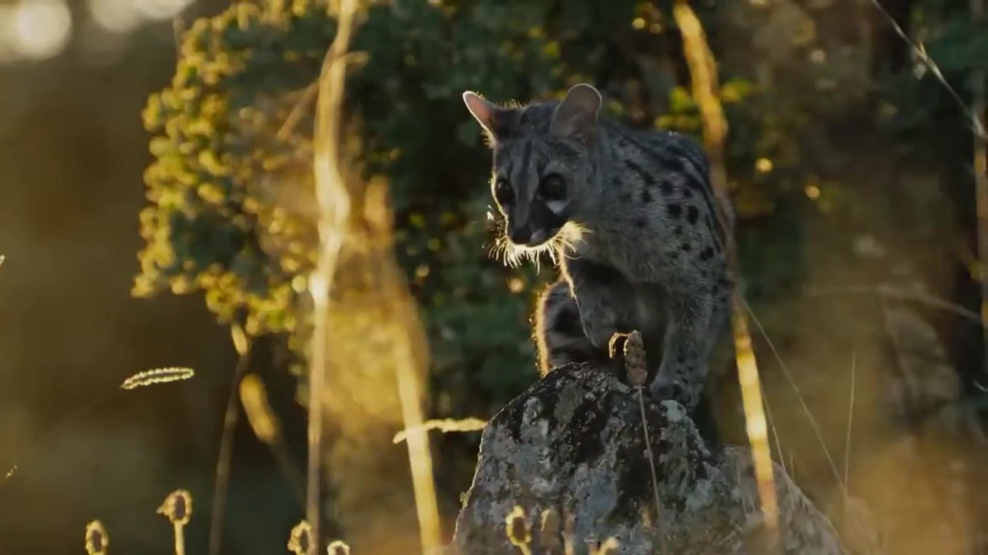 Destination Wild : Portugal - Photos et affiches. 8 image destination wild portugal nat geo