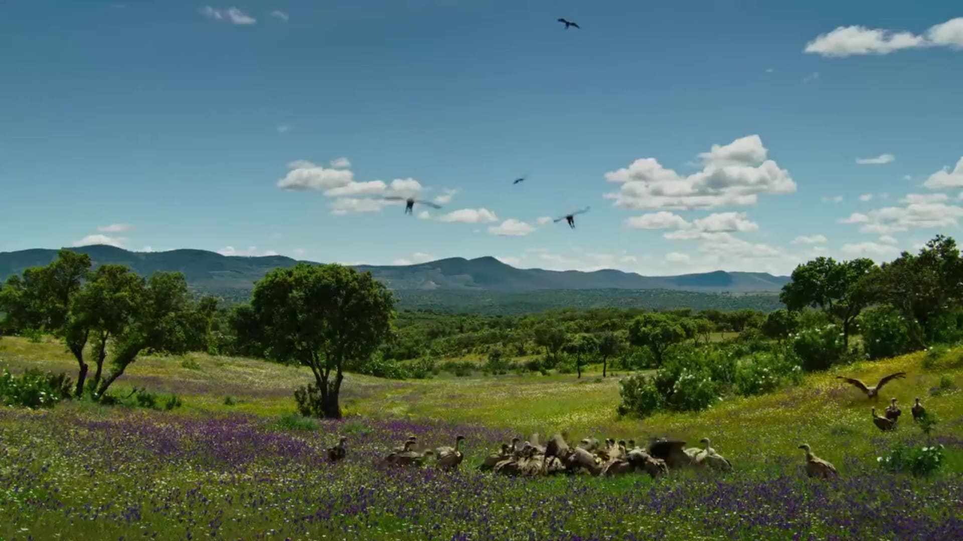 Destination Wild : Portugal - Photos et affiches. 2 image destination wild portugal nat geo