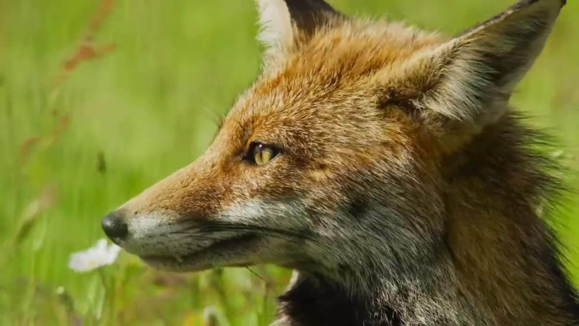 Destination Wild : Portugal - Photos et affiches. 3 image destination wild portugal nat geo