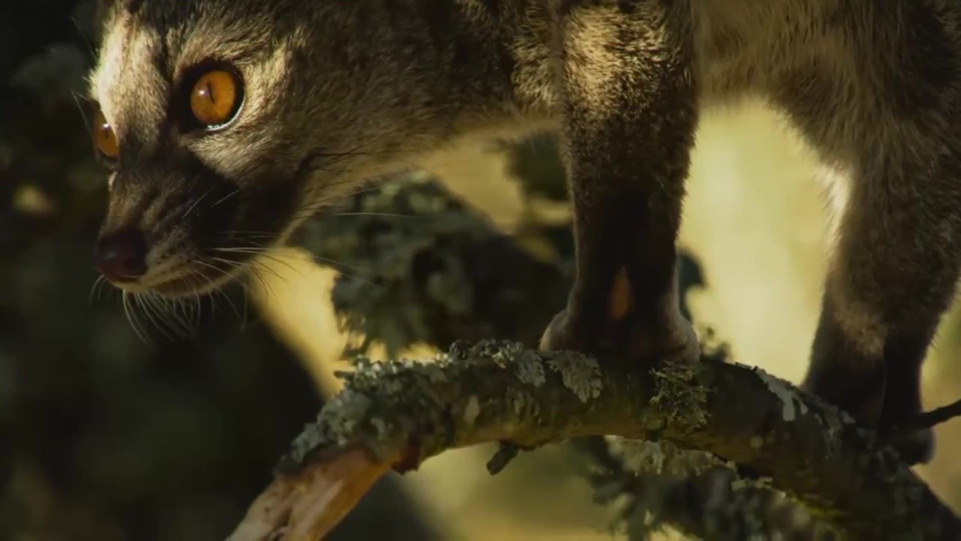 Destination Wild : Portugal - Photos et affiches. 6 image destination wild portugal nat geo