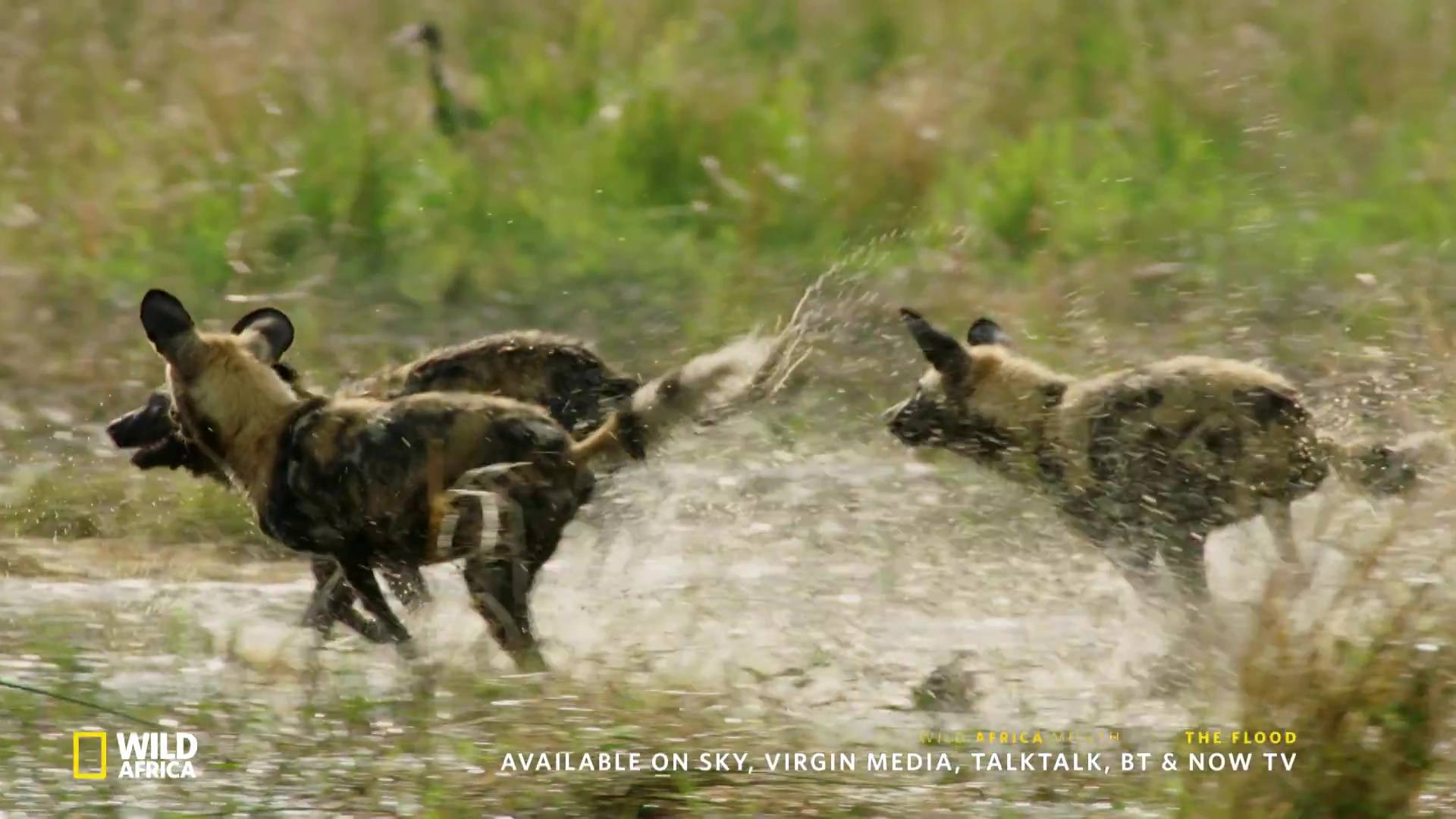 image survie fil eau flood nat geo