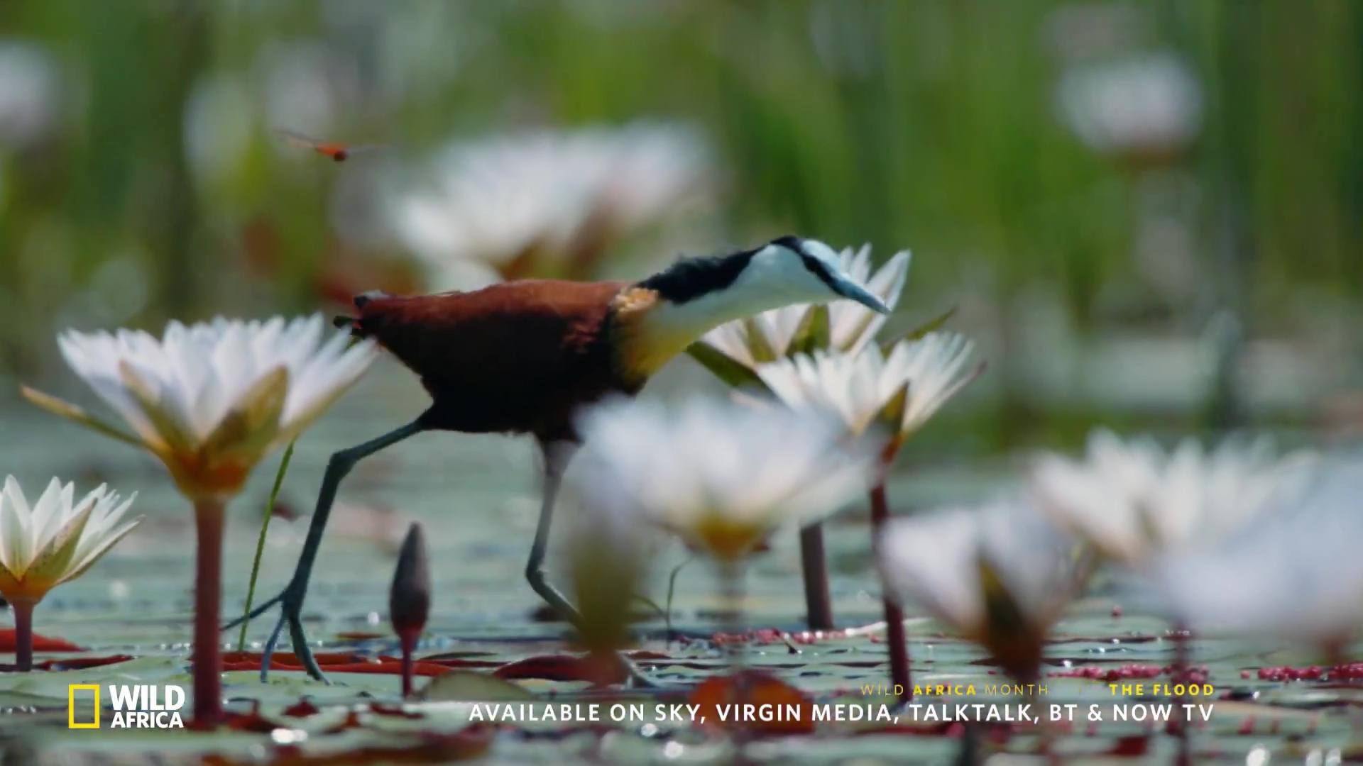 image survie fil eau flood nat geo