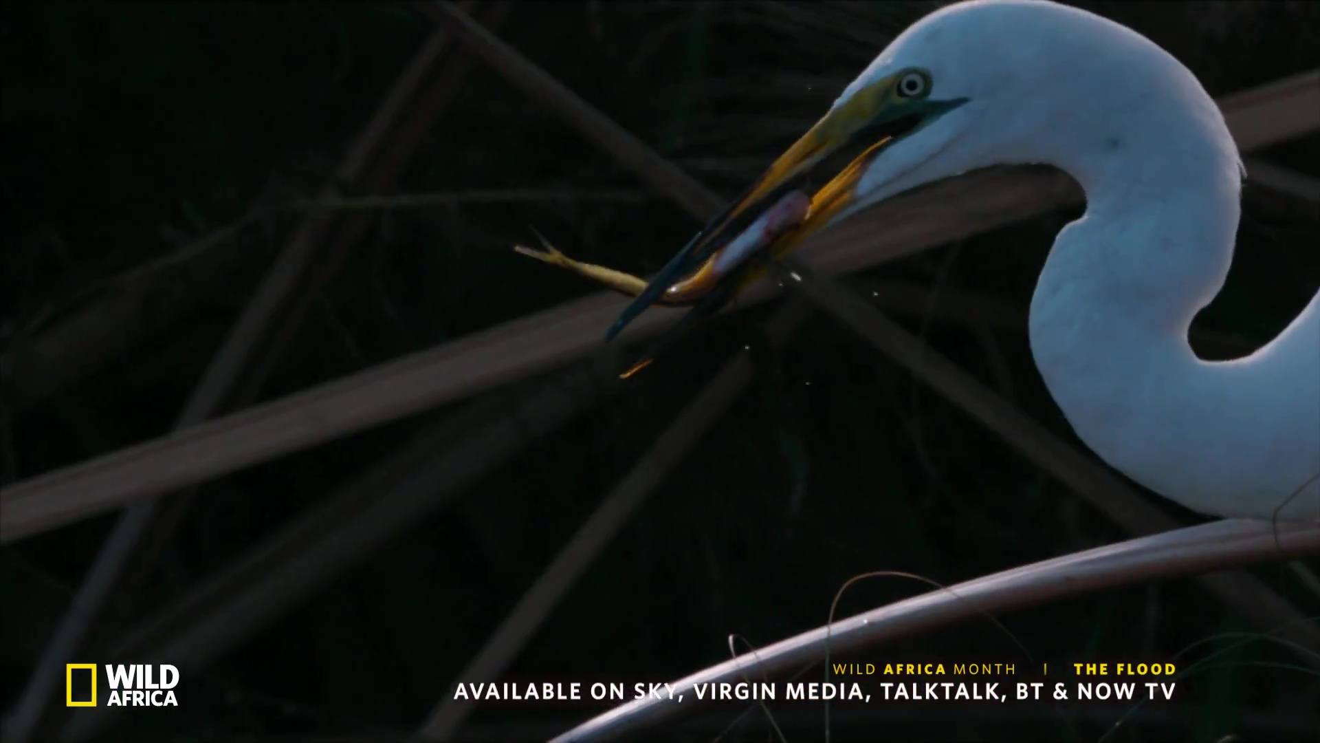image survie fil eau flood nat geo