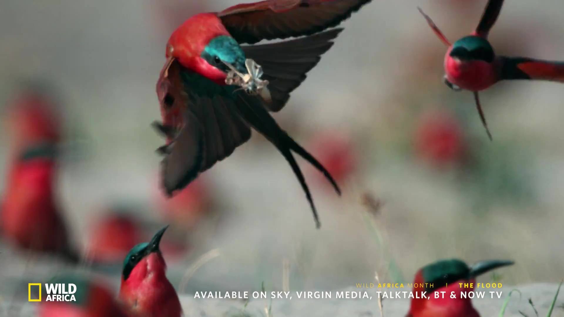 image survie fil eau flood nat geo
