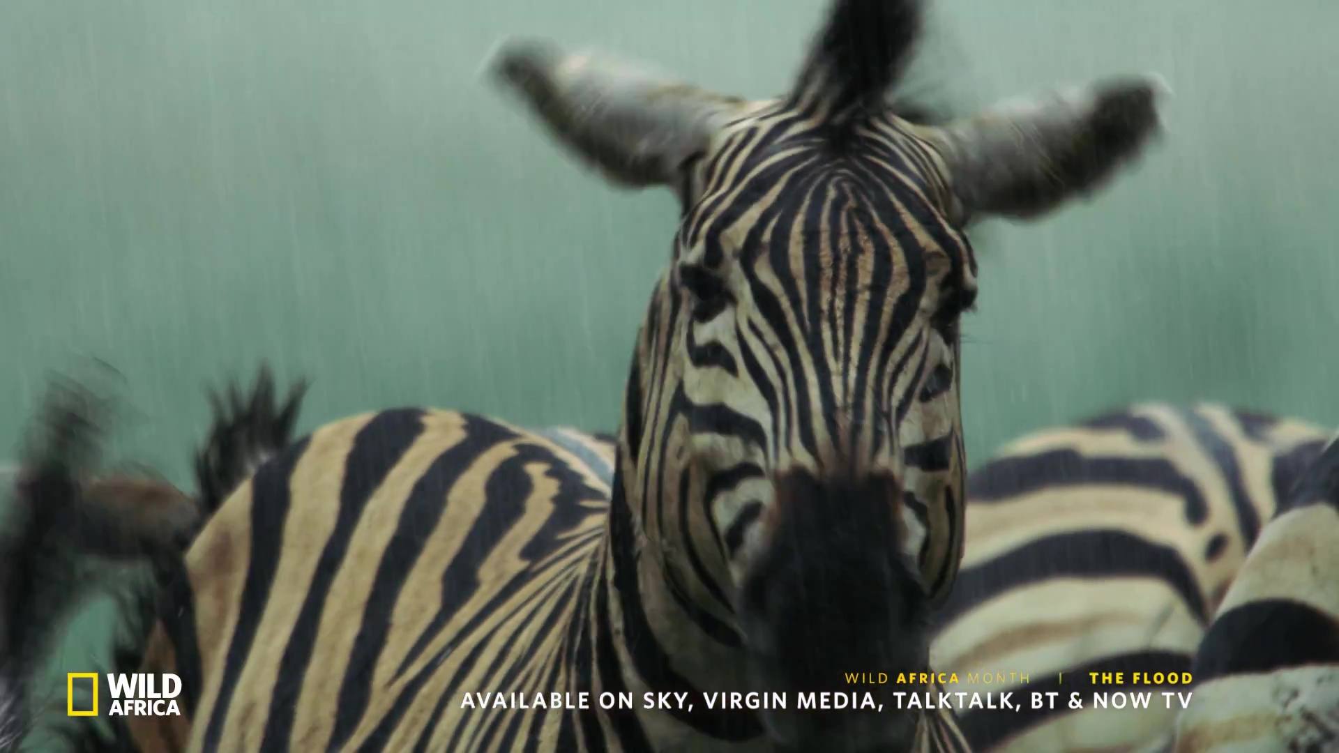 image survie fil eau flood nat geo
