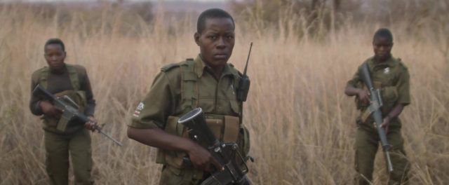 image akashinga guerre ivoire brave ones